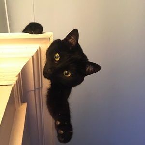 Meet your Posher, Amy